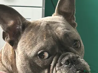 Mixed Breed dogs American bulldog x French bulldog - Advert 2