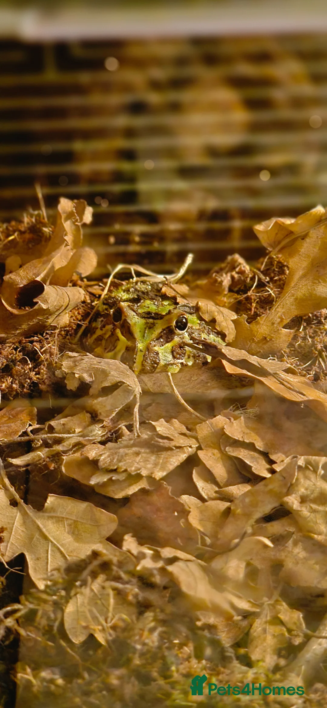 Frog reptiles for sale: Pac man frog in Roslin - Advert 2