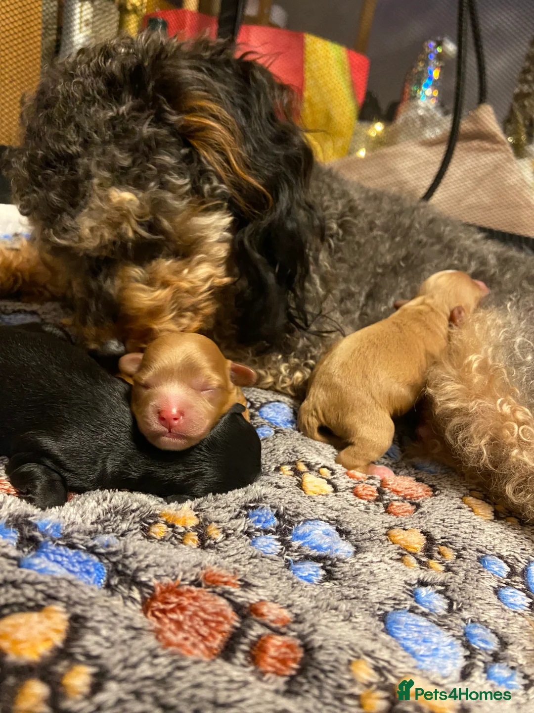 Cavapoo dogs for sale: Beautiful Cavapoo Puppies Ready to leave end ofFeb - Advert 5