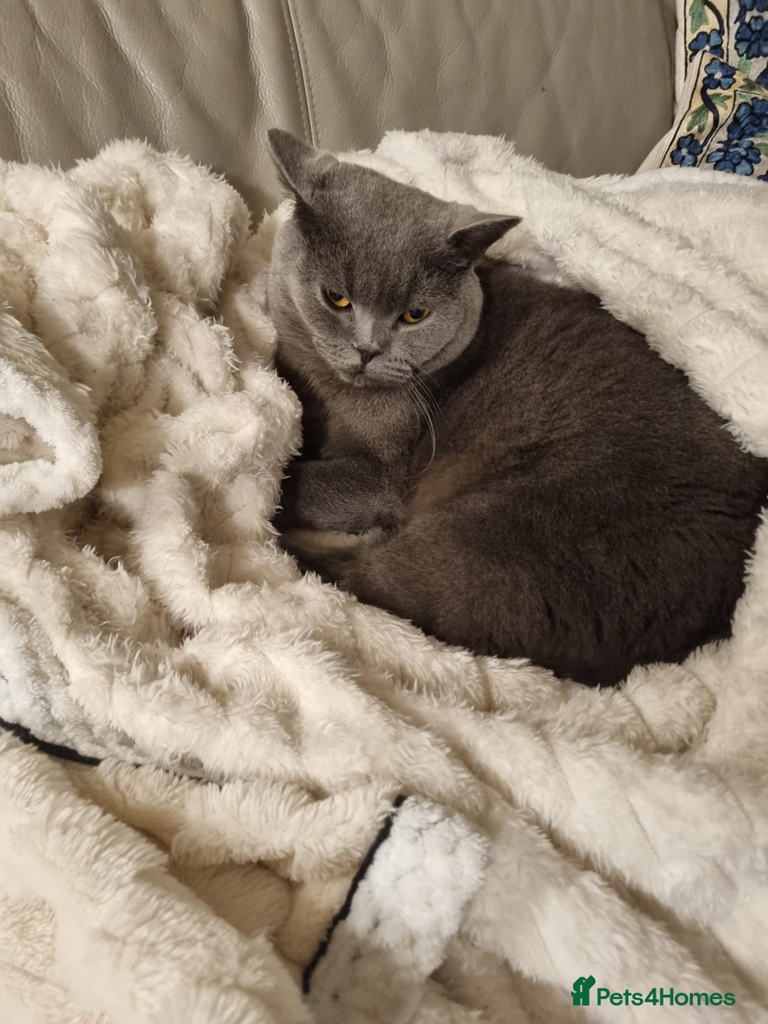 British Shorthair cats for sale: 2 Year old British short hair cat - Advert 4