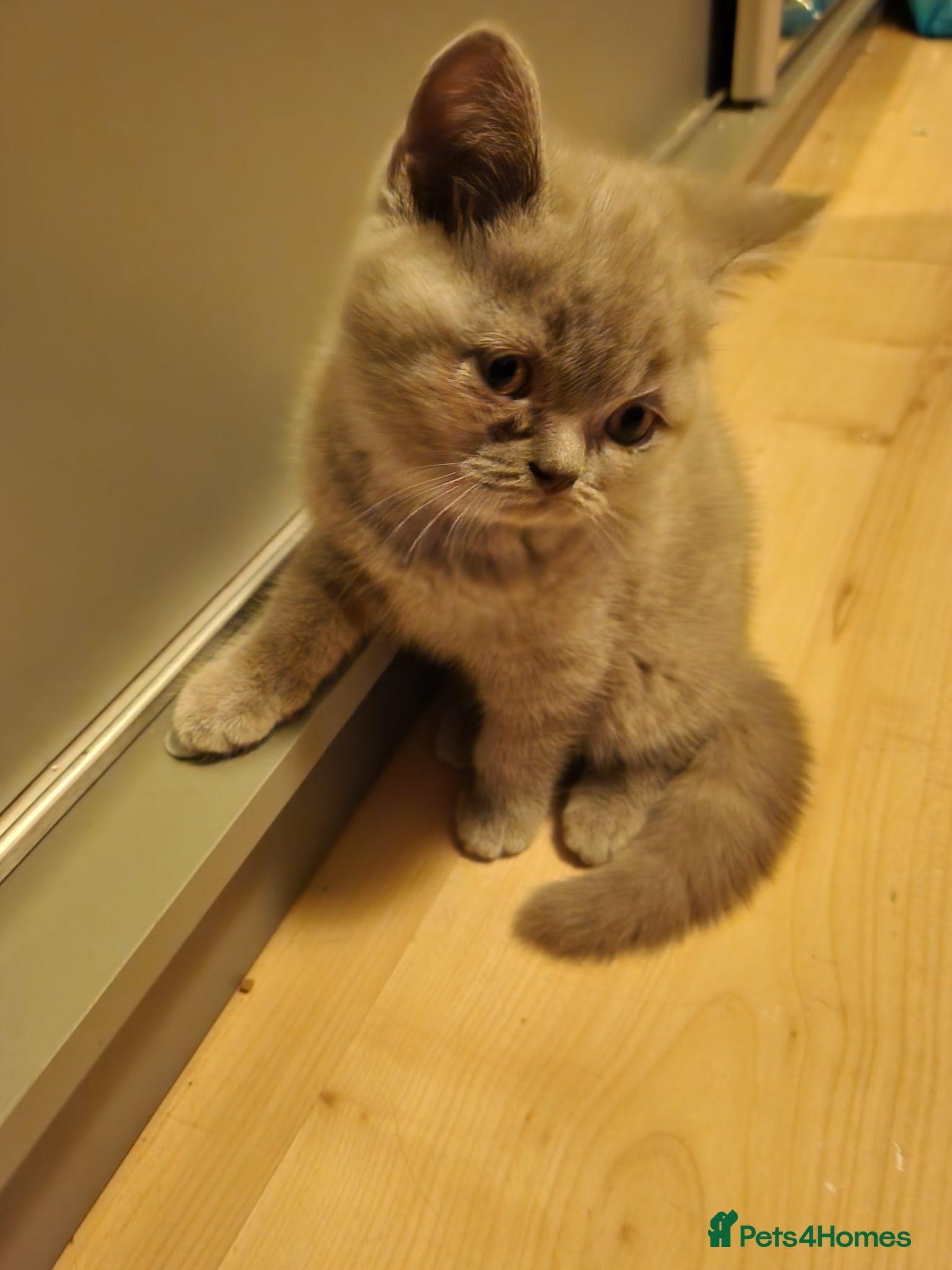 British Shorthair cats Hurry only  girl left Brithish shorthair kittens  - Advert 2