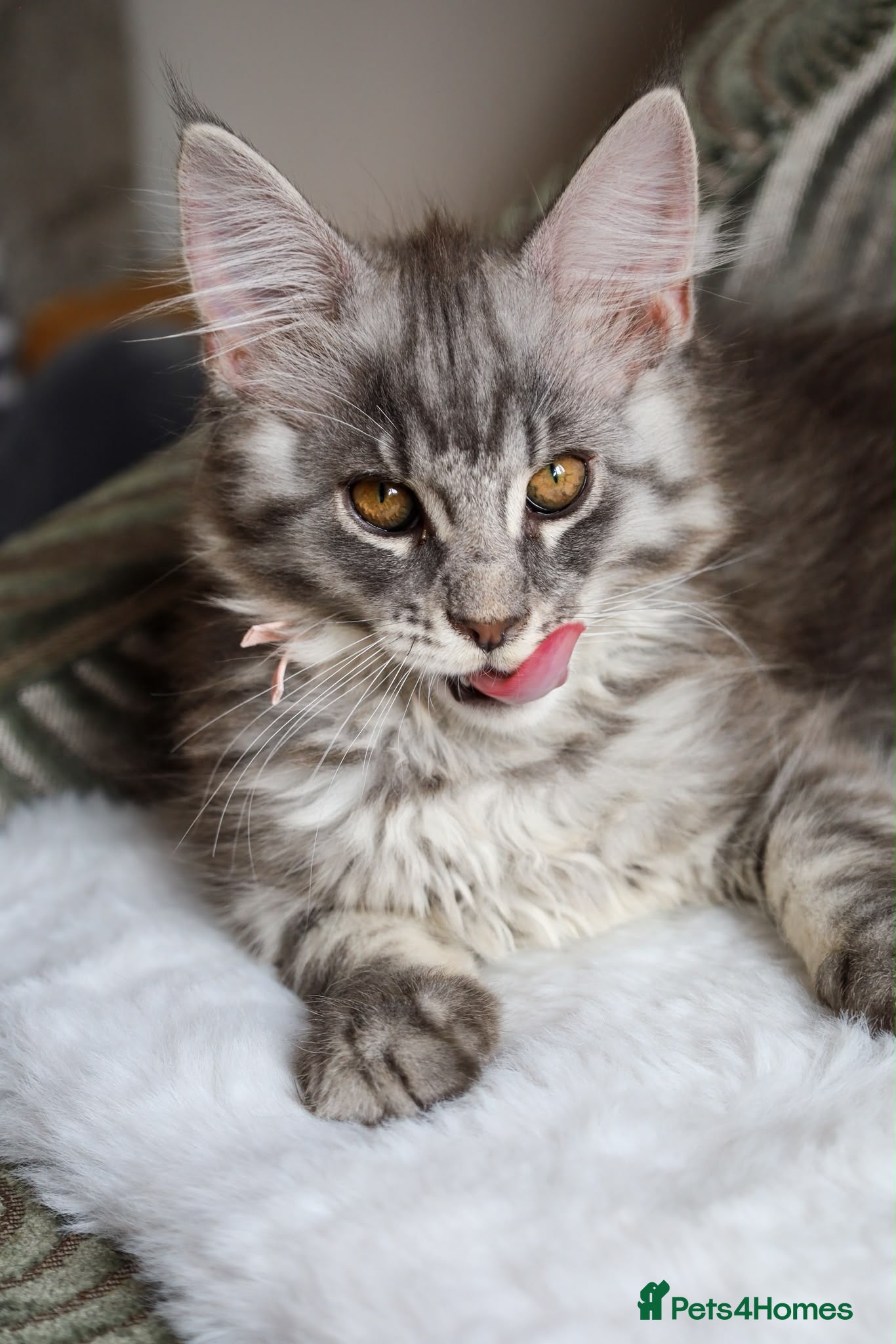 Maine Coon cats Ready to go, stunning TICA Registered Maine Coons - Advert 16