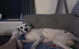Dalmatian dogs for sale: Gorgeous Dalmatian girl  - Image 11