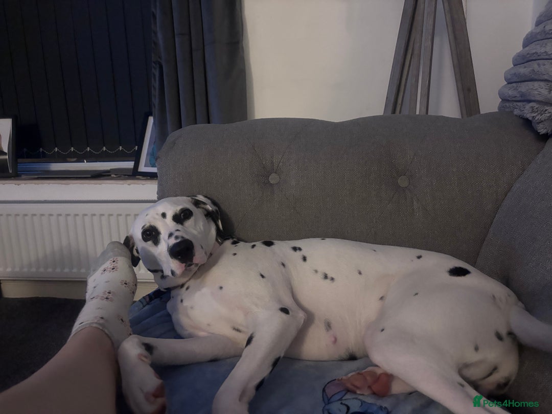 Dalmatian dogs for sale: Gorgeous Dalmatian girl  - Image 11