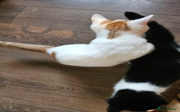 Selkirk Rex cats for sale: Adorable Selkirk Rex Kittens (Straight ) - Image 36