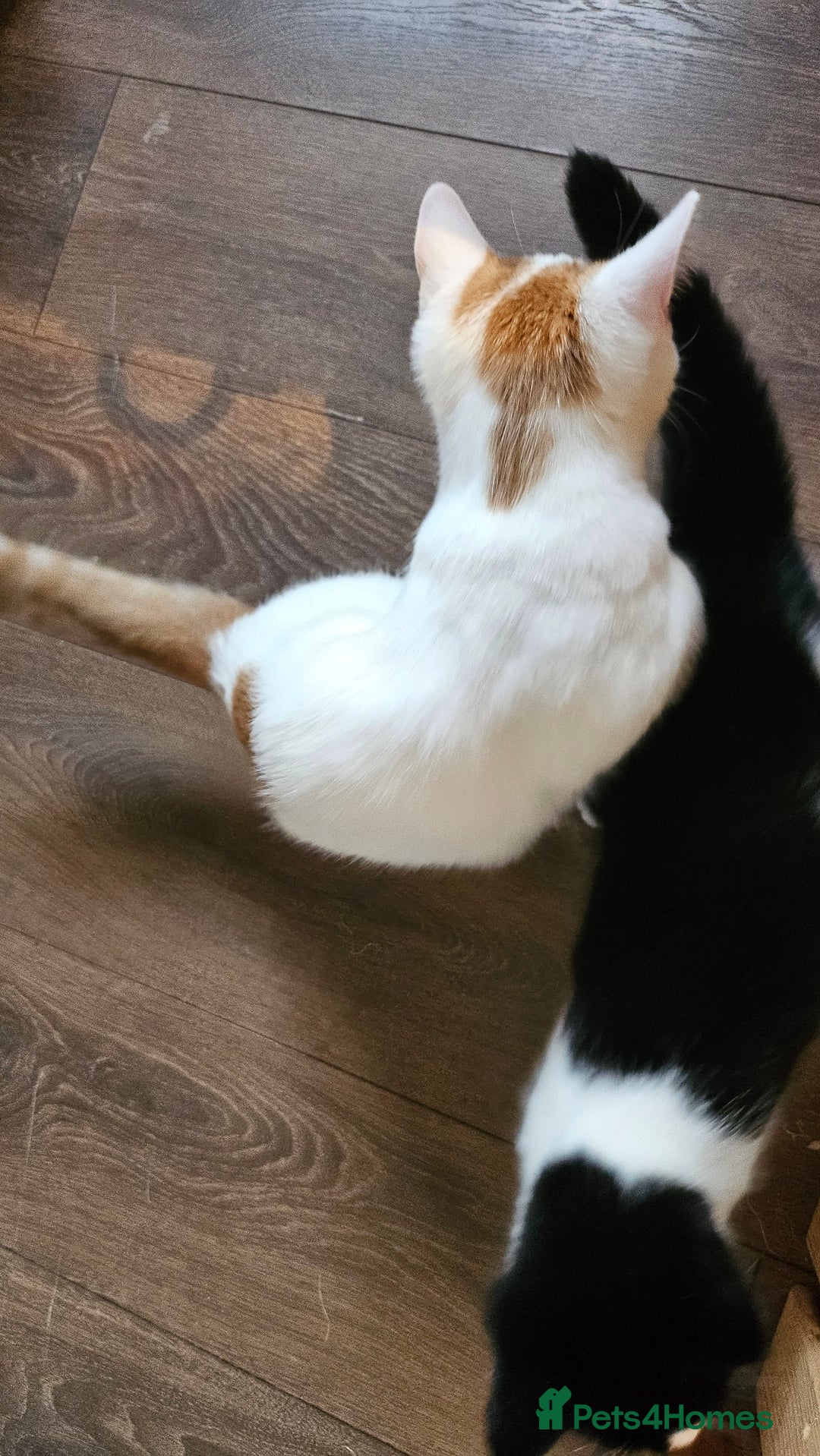 Selkirk Rex cats for sale: Adorable Selkirk Rex Kittens (Straight ) - Image 36