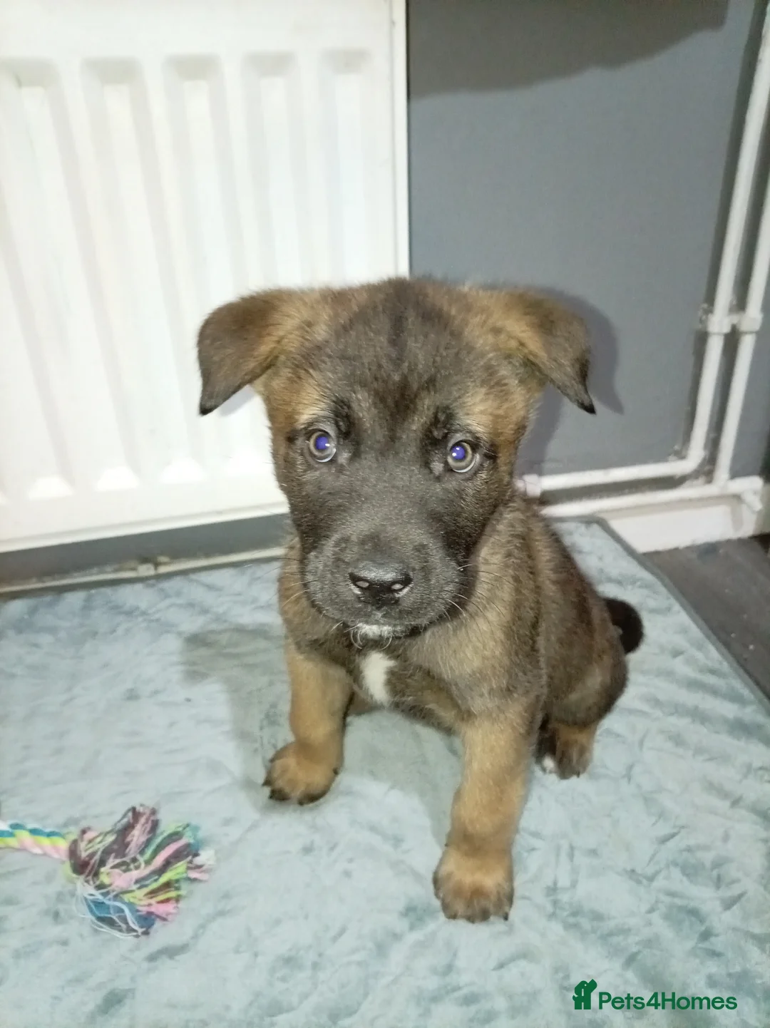 Akita dogs for sale: American Akita puppies READY TO GO - Advert 7