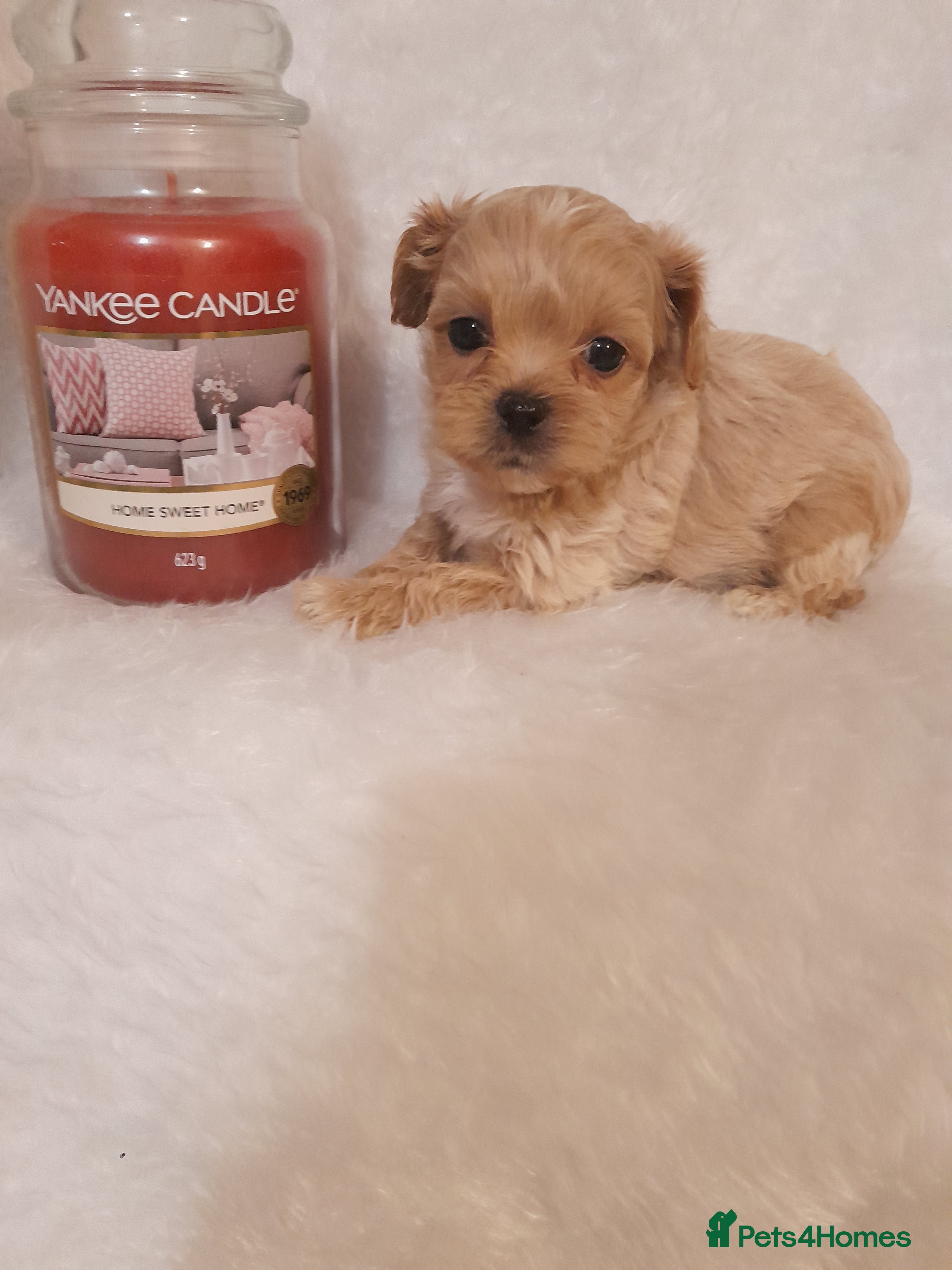 Maltipoo dogs for sale: Extensively DNA clear ASIAN maltipoo - Advert 2