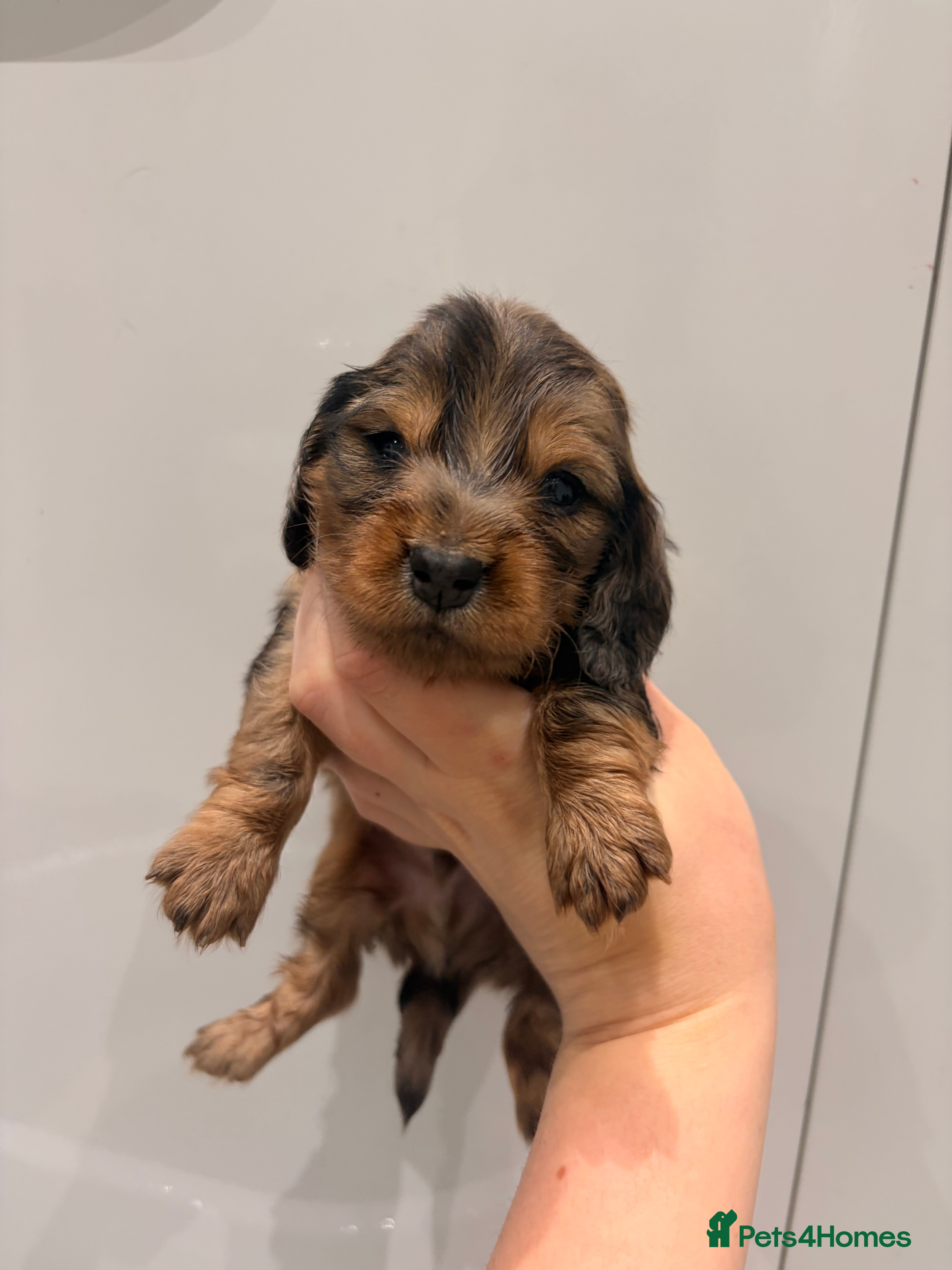 Miniature Dachshund dogs Quality Russian shaded red minis - Advert 6