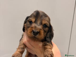 Miniature Dachshund dogs Quality Russian shaded red minis - Advert 6