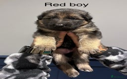 German Shepherd dogs for sale: Beautiful purebred German shepherd puppies - Image 14