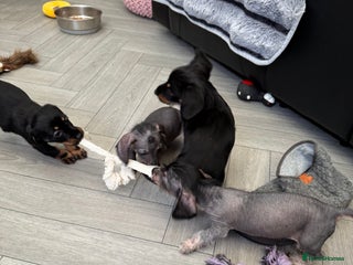 Dachshund dogs - Advert 2