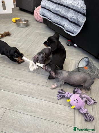 Dachshund dogs - Advert 8