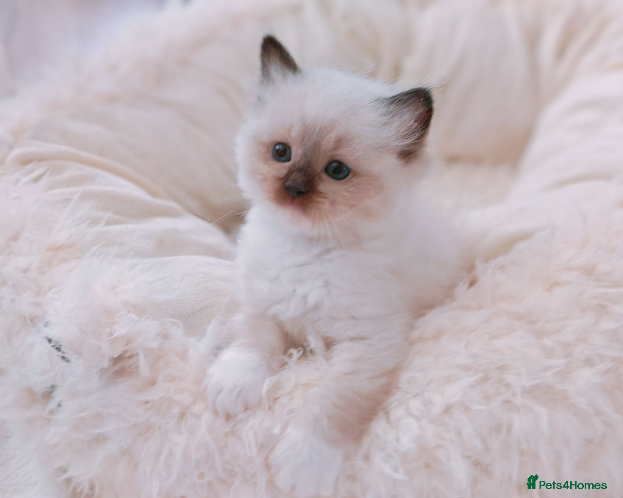 Ragdoll cats Raised with Love, looking for forever homes 🏠❤️ - Advert 10