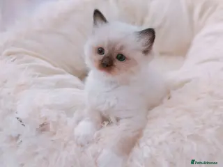 Ragdoll cats Raised with Love, looking for forever homes 🏠❤️ - Advert 10