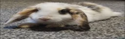 Mixed Breed rabbits for sale: 2 male rabbits  in Morecambe - Advert 2