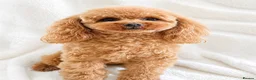 Toy Poodle dogs for sale: Gorgeous Asian Type Toy Poodle  - Advert 2