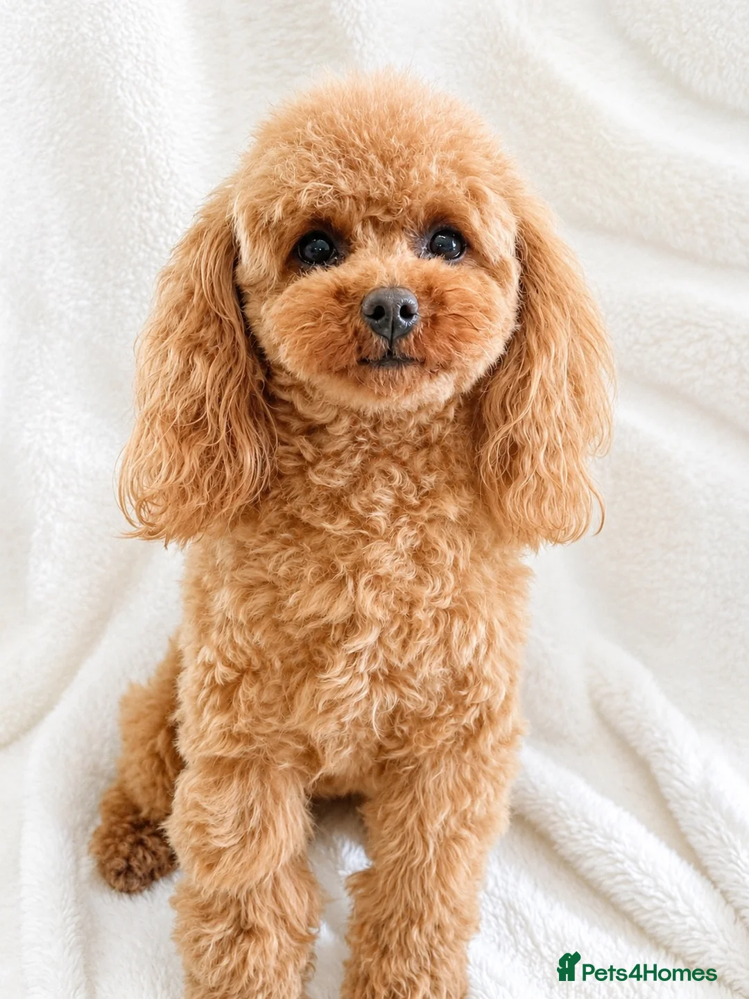 Toy Poodle dogs for sale: Gorgeous Asian Type Toy Poodle  - Advert 2