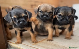 Border Terrier dogs for sale: Quality Border Terrier Puppies - Image 4