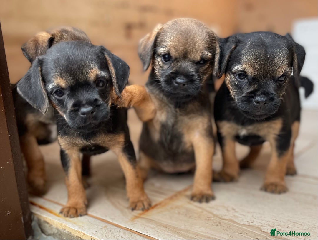 Border Terrier dogs for sale: Quality Border Terrier Puppies - Image 4