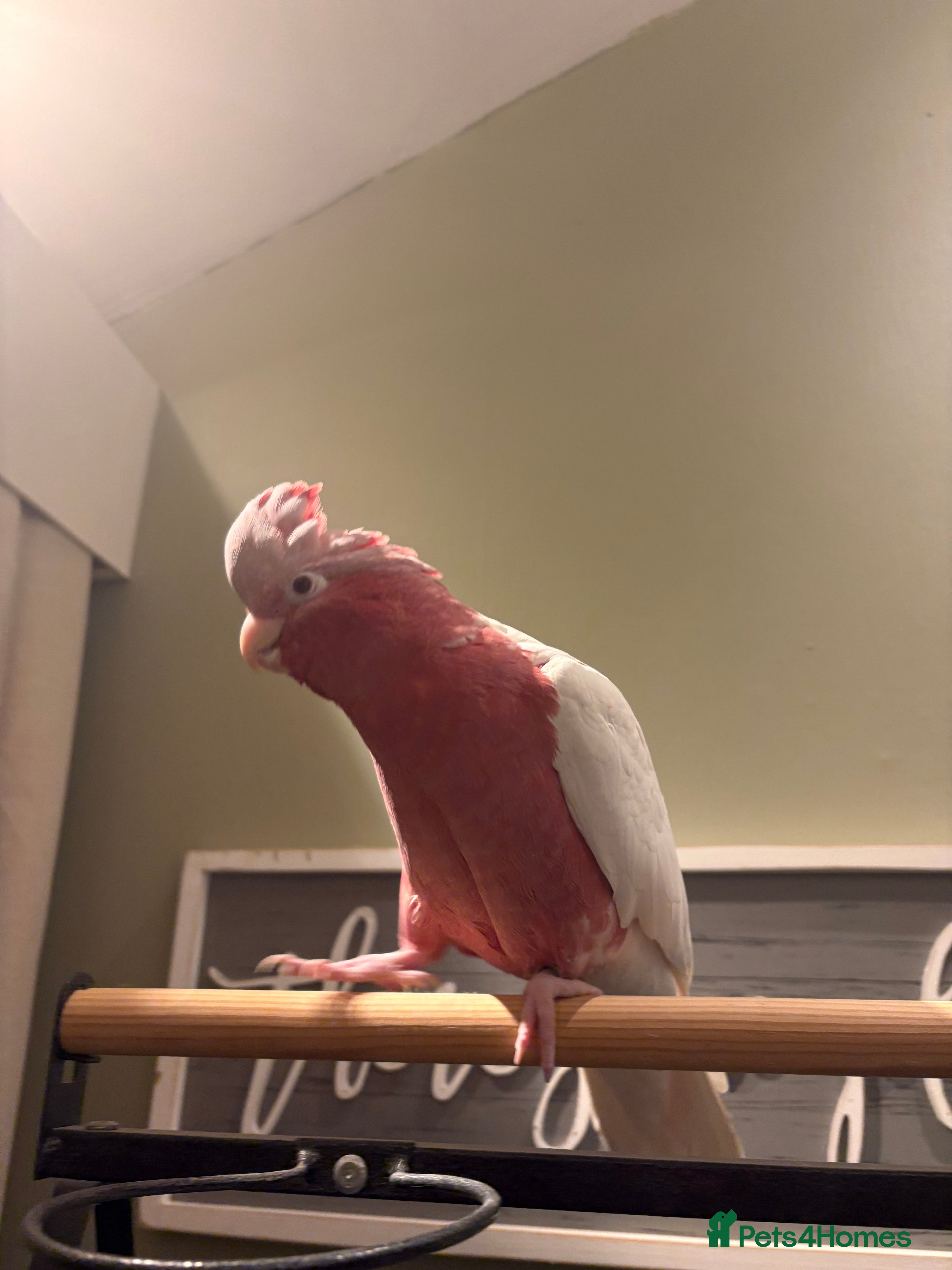 Cockatoo birds Galah cockatoo  - Advert 5