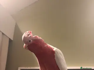 Cockatoo birds Galah cockatoo - Advert 1