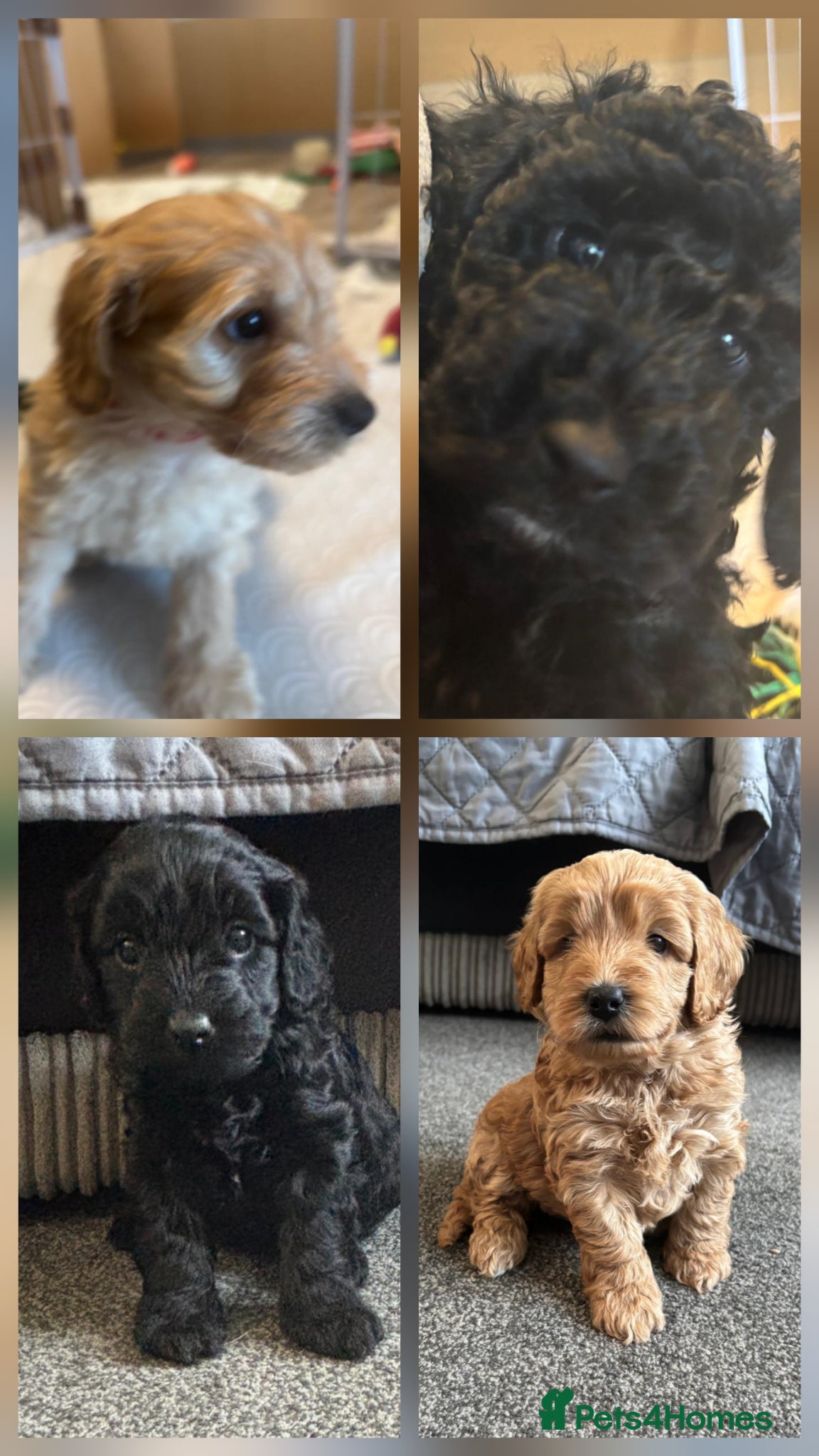 Cockapoo dogs 6 stunning cockerpoo only 2 boys 2 girls left - Advert 1