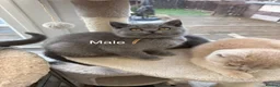 British Shorthair cats for sale: Tortieshell & Cream BSH kittens ready to leave now - Advert 20