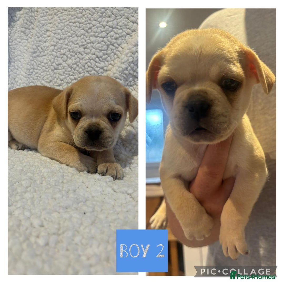 Frug dogs for sale: Beautiful French bulldog cross pug puppies  - Image 3