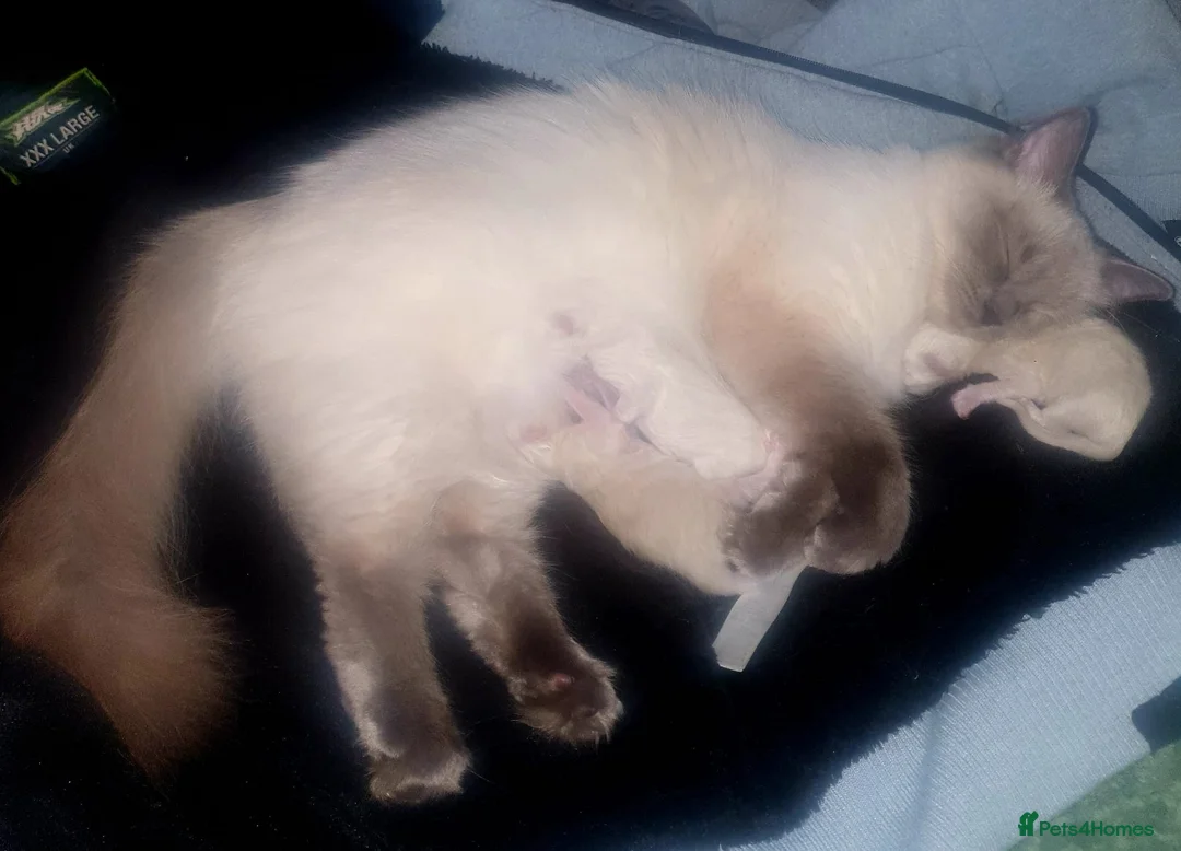 Ragdoll cats for stud: Stud Muffin in Ilkeston - Advert 28
