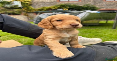 Cocker Spaniel dogs - Advert 15