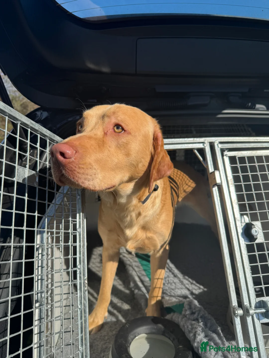 Labrador Retriever dogs for sale: Max the Labrador  - Advert 1