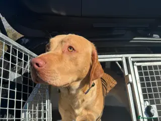 Labrador Retriever dogs Max the Labrador - Advert 3