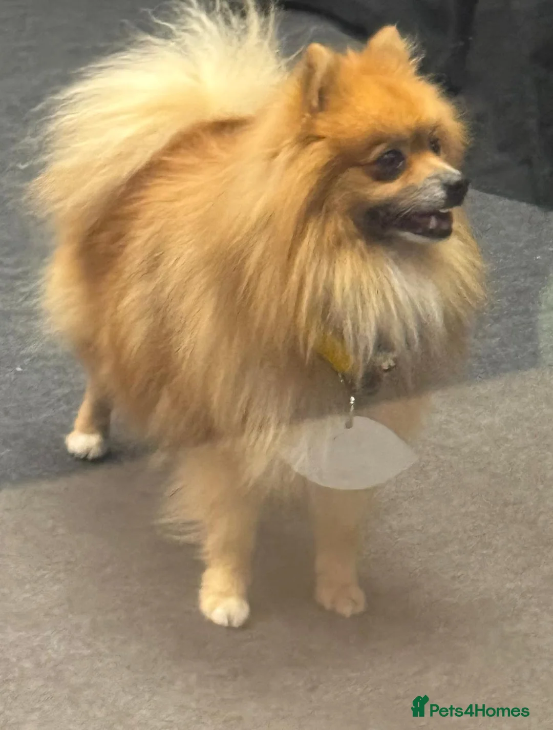 Mixed Breed dogs for sale: Miniature Dachshund x Pomeranian - Advert 7