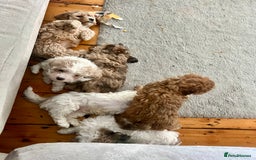 Cavapoochon dogs for sale: 6 beautiful Cavapoochons for sale. Wilmslow. - Image 29