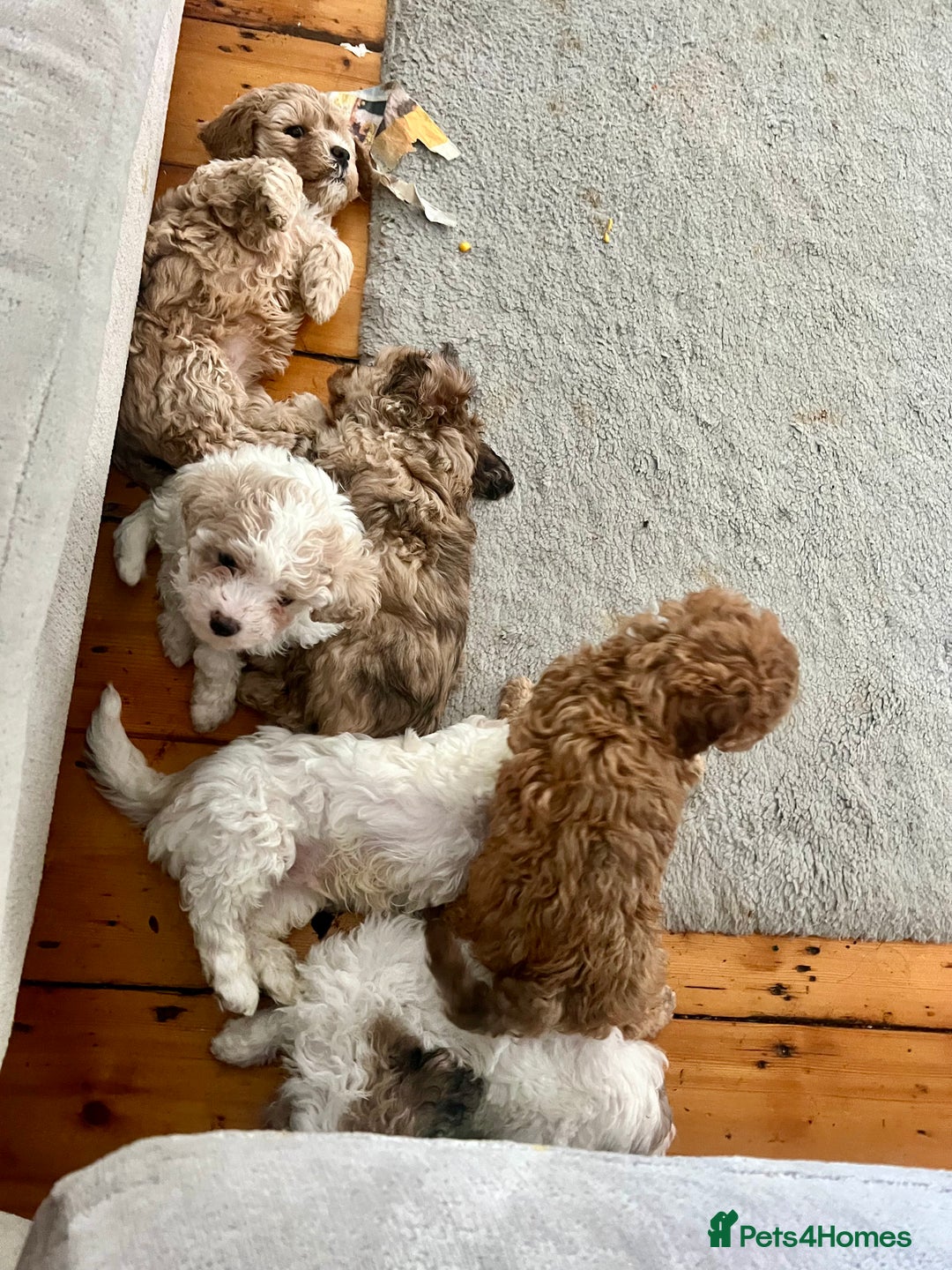 Cavapoochon dogs for sale: 6 beautiful Cavapoochons for sale. Wilmslow. - Image 29