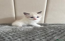 Ragdoll cats for sale: Five Beautiful Pure Breed Ragdoll Kittens🤍 - Image 32