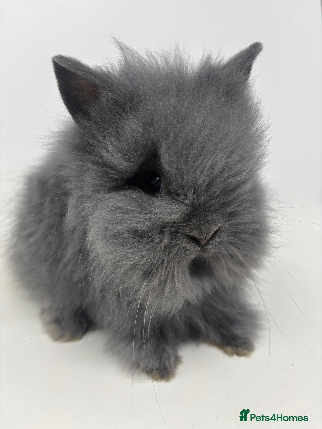 Lionhead rabbits for sale: BEAUTIFUL BABY LIONHEAD BUNNIES - Advert 2
