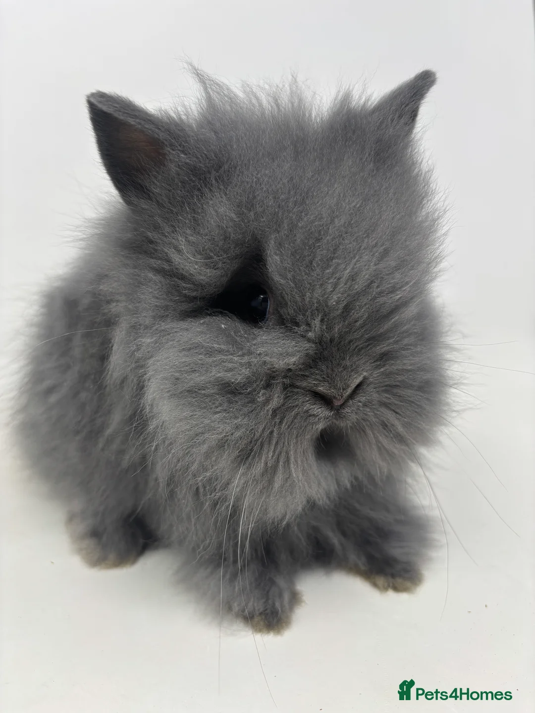 Lionhead rabbits for sale: BEAUTIFUL BABY LIONHEAD BUNNIES - Advert 2