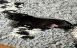 Staffordshire Bull Terrier dogs for sale: Valglo champion cross Bronson line blue/black pups - Image 8