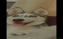 Siberian Husky dogs for sale: The last 2 from 6 siberian creamy husky  - Image 5
