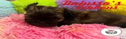 Shih Tzu dogs for sale: Tialusso Imperial Shih Tzus 5 🌟 licensed breeder  - Advert 7