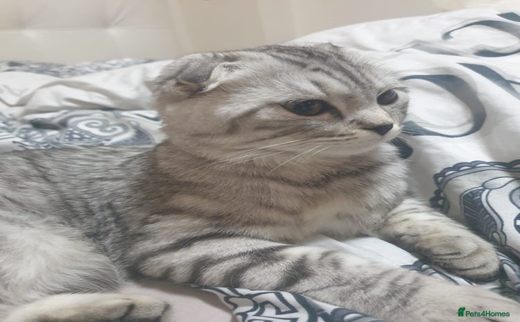 Scottish Fold cats Cute grey Scottish fold kitten - Advert 1