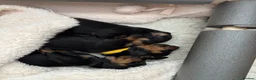 Dachshund dogs for sale: Talulahs and Theo’s 3 babies  - Advert 7