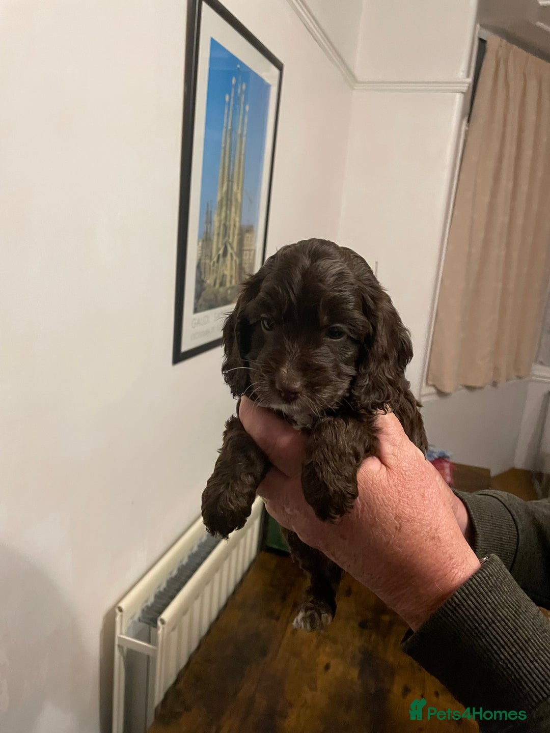Cockapoo dogs for sale: Cockapoo puppies - Image 16