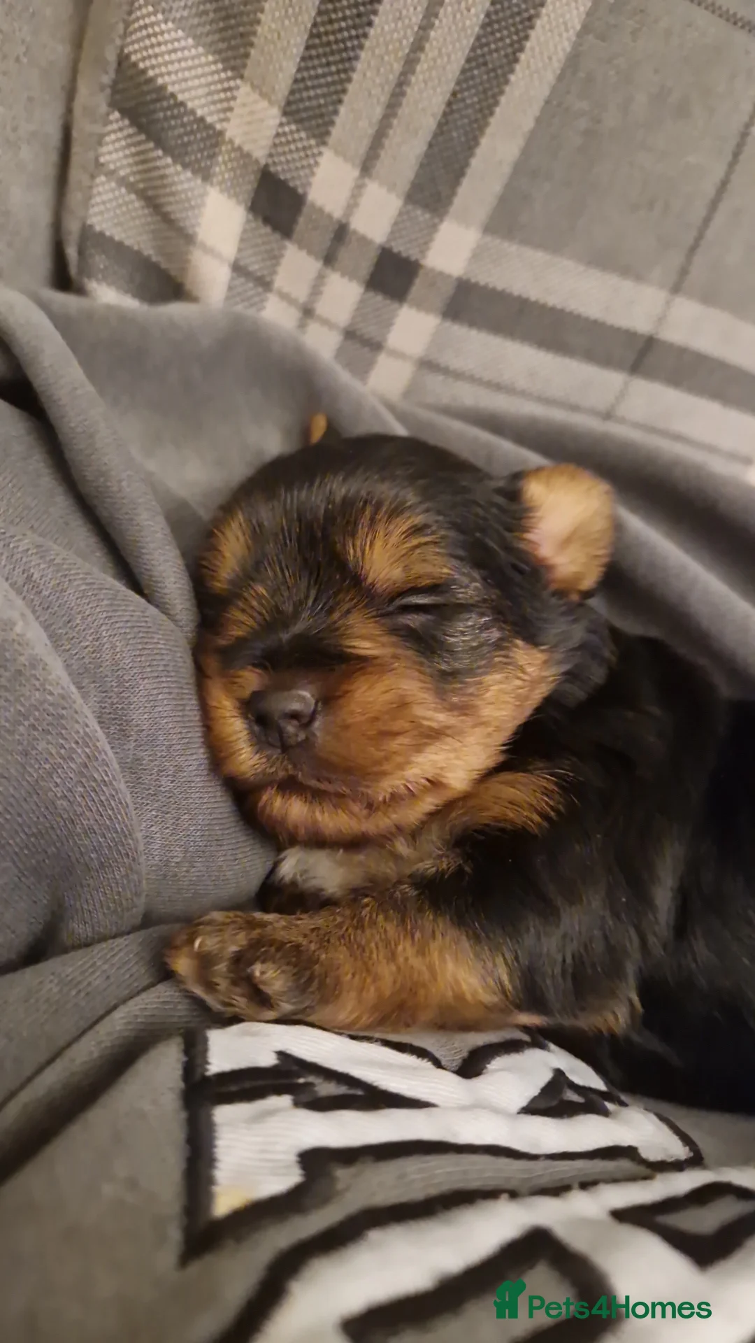 Yorkshire Terrier dogs for sale: Beautiful yorkshire terrier puppies for sale  - Advert 9