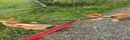 Japanese Shiba Inu dogs for sale: 3 stunning Shiba Inu puppies  - Advert 8