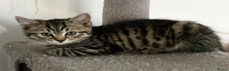 American Shorthair cats for sale: Beautiful Tabby Kittens Ready for Loving Homes - Advert 3