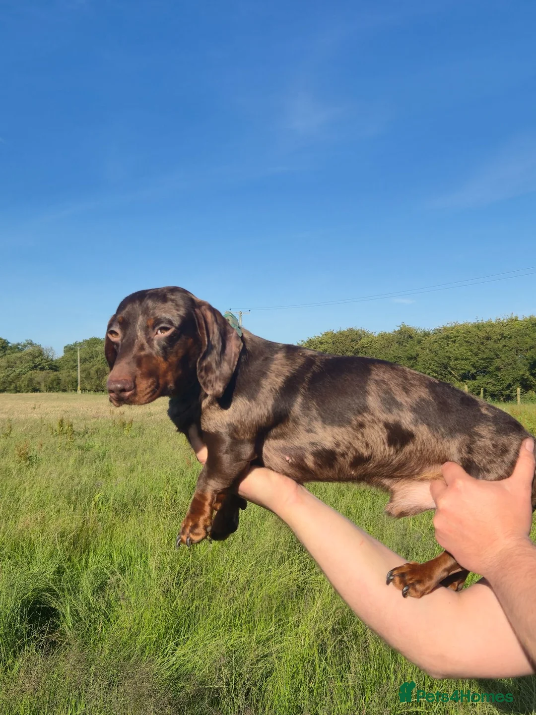 Miniature Dachshund dogs for sale: Miniature smooth haired dachshund  in Cowbridge - Advert 2