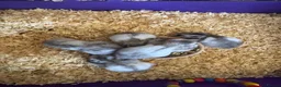 Hamster rodents for sale: Baby Syrian hamsters  - Advert 9